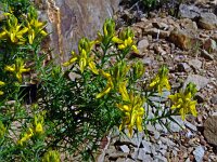 Genista hirsuta 54, Saxifraga-Hans Grotenhuis