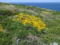 Genista hirsuta 55, Saxifraga-Hans Grotenhuis