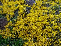 Genista hirsuta 56, Saxifraga-Hans Grotenhuis