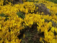 Genista hirsuta 57, Saxifraga-Hans Grotenhuis