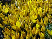 Genista hirsuta 58, Saxifraga-Hans Grotenhuis