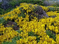 Genista hirsuta 59, Saxifraga-Hans Grotenhuis