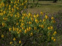 Genista hirsuta 6, Saxifraga-Dirk Hilbers