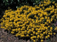 Genista hirsuta 7, Saxifraga-Jan van der Straaten