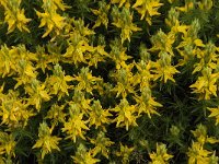 Genista hirsuta 9, Saxifraga-Jan van der Straaten