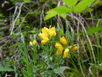 Genista hispanica 10, Saxifraga-Rutger Barendse