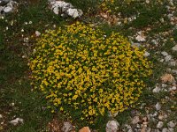 Genista hispanica 2, Saxifraga-Dirk Hilbers