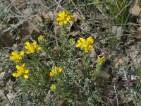 Genista hispanica 5, Saxifraga-Willem van Kruijsbergen