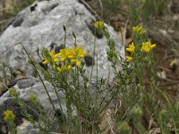 Genista hispanica 7, Saxifraga-Willem van Kruijsbergen