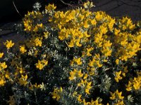 Genista hispanica 8, Saxifraga-Piet Zomerdijk