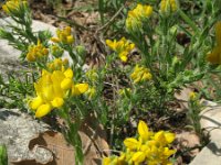 Genista hispanica 9, Saxifraga-Rutger Barendse