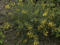 Genista legionensis