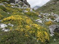 Genista legionensis 10, Saxifraga-Willem van Kruijsbergen