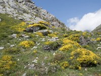 Genista legionensis 12, Saxifraga-Willem van Kruijsbergen