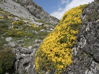 Genista legionensis 13, Saxifraga-Willem van Kruijsbergen