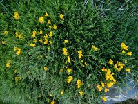 Genista legionensis 20, Saxifraga-Ed Stikvoort : Espinama - Fuente Dé - Regugio de Aliva s9900