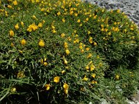 Genista legionensis 23, Saxifraga-Ed Stikvoort : Espinama - Fuente Dé - Regugio de Aliva s9900