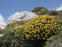 Genista legionensis 4, Saxifraga-Willem van Kruijsbergen