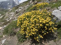 Genista legionensis 5, Saxifraga-Willem van Kruijsbergen