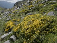 Genista legionensis 8, Saxifraga-Willem van Kruijsbergen