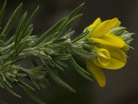 Genista linifolia 10, Saxifraga-Willem van Kruijsbergen