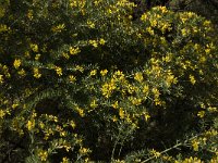 Genista linifolia 11, Saxifraga-Willem van Kruijsbergen