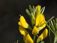 Genista linifolia 13, Saxifraga-Jan van der Straaten