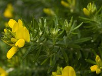 Genista linifolia 18, Saxifraga-Jan van der Straaten