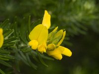 Genista linifolia 19, Saxifraga-Jan van der Straaten