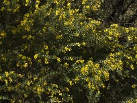 Genista linifolia 2, Saxifraga-Willem van Kruijsbergen