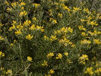 Genista linifolia 3, Saxifraga-Willem van Kruijsbergen