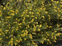 Genista linifolia 4, Saxifraga-Willem van Kruijsbergen