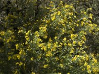 Genista linifolia 6, Saxifraga-Jan van der Straaten