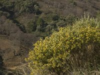 Genista linifolia 8, Saxifraga-Willem van Kruijsbergen