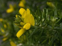 Genista linifolia 9, Saxifraga-Willem van Kruijsbergen