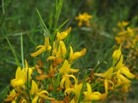 Genista lucida 2, Saxifraga-Rutger Barendse