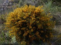 Genista lucida 3, Saxifraga-Peter Meininger