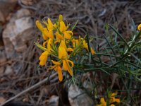 Genista lucida 4, Saxifraga-Peter Meininger