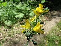 Genista pilosa 11, Kruipbrem, Saxifraga-Jasenka Topic