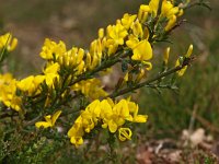 Genista pilosa 13, Kruipbrem, Saxifraga-Hans Dekker