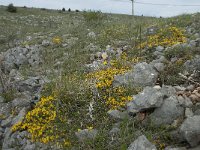 Genista pilosa 14, Kruipbrem, Saxifraga-Willem van Kruijsbergen