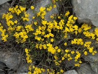 Genista pilosa 15, Kruipbrem, Saxifraga-Willem van Kruijsbergen