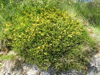 Genista pilosa 22, Kruipbrem, Saxifraga-Rutger Barendse