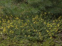 Genista pilosa 23, Kruipbrem, Saxifraga-Willem van Kruijsbergen