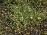 Genista pilosa 24, Kruipbrem, Saxifraga-Willem van Kruijsbergen