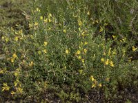 Genista pilosa 25, Kruipbrem, Saxifraga-Willem van Kruijsbergen