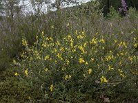 Genista pilosa 28, Kruipbrem, Saxifraga-Willem van Kruijsbergen