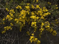 Genista pilosa 3, Kruipbrem, Saxifraga-Marijke Verhagen