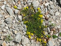 Genista pilosa 33, Kruipbrem, Saxifraga-Hans Grotenhuis