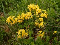 Genista pilosa 36, Kruipbrem, Saxifraga-Ed Stikvoort